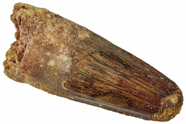 Fossil Spinosaurus Tooth - Robust Tooth #312966